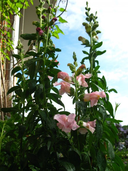 2019 - Antirrhinum - 01.jpg