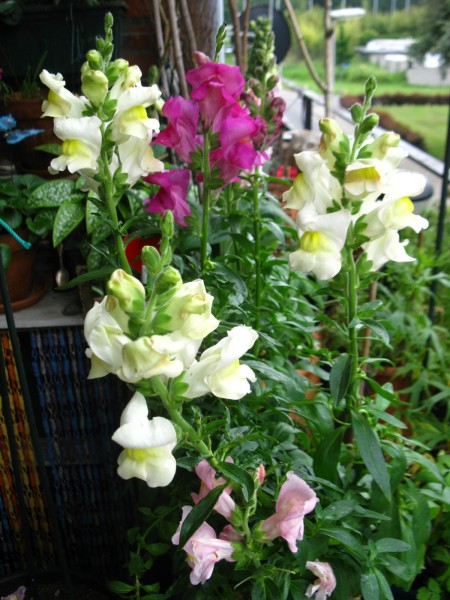 2019 - Antirrhinum - 03.jpg