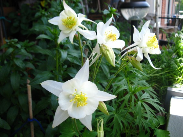 2019 - Aquilegia 'Silver Queen' - 02.jpg