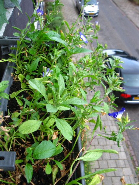 2019 - Convolvulus tricolor - 02.jpg