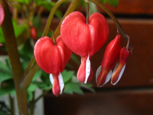 2019 - Dicentra spectabilis valentine - 02.jpg
