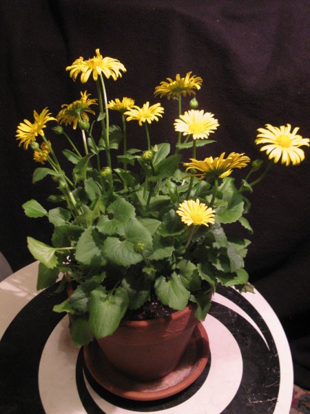 2019 - Doronicum orientale - 01.jpg