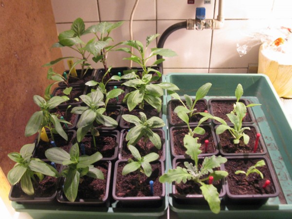 2019 - flowers - 04.jpg