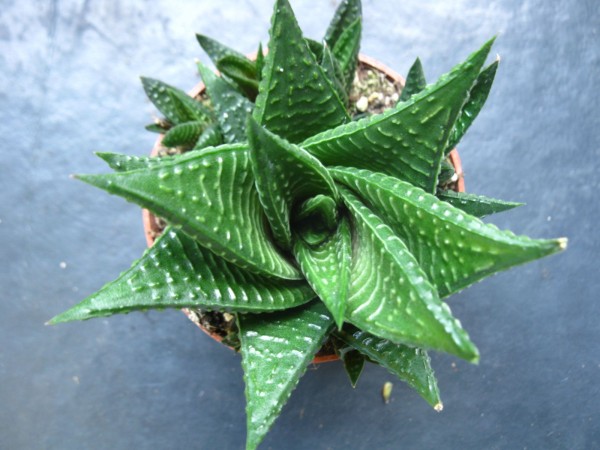 2019 - Haworthia limifolia - 02.jpg