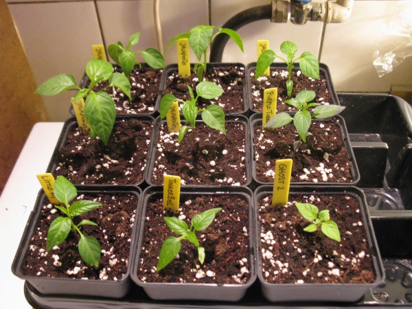 2019 - Pepperland - Seedlings 04.jpg