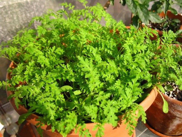 2019 - Phacelia tanacetifolia - 01.jpg