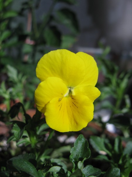 2019 - Viola cornuta 'Yellow Perfection' - 01.jpg