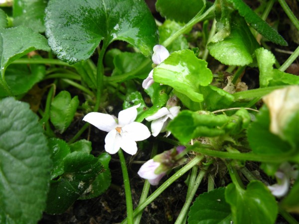 20200220 - Viola odorata - 01.jpg