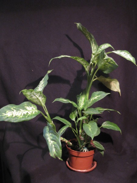 20200224 - Dieffenbachia - 01.jpg