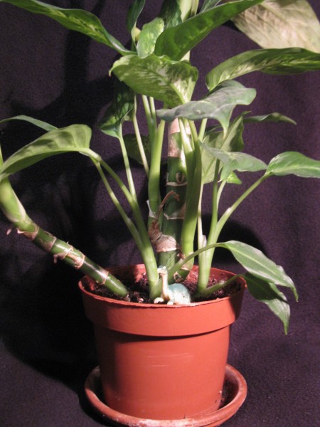 20200224 - Dieffenbachia - 02.jpg