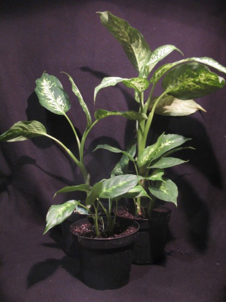 20200224 - Dieffenbachia - 05.jpg