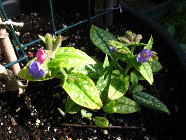 20200316 - Pulmonaria - 03.jpg