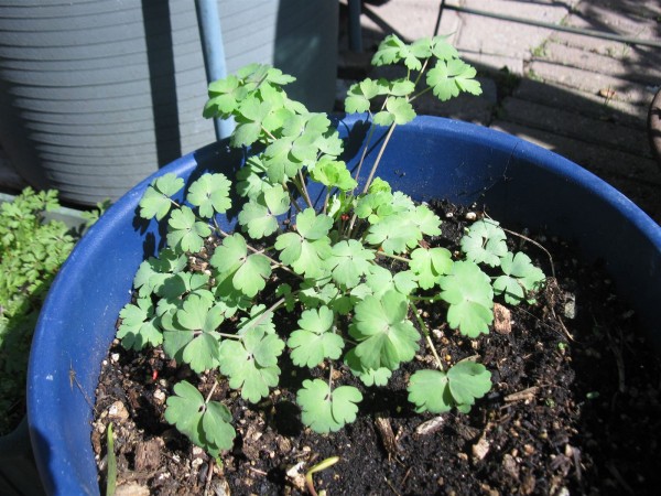 20200411 - Aquilegia 'Silver Queen' - 04.jpg