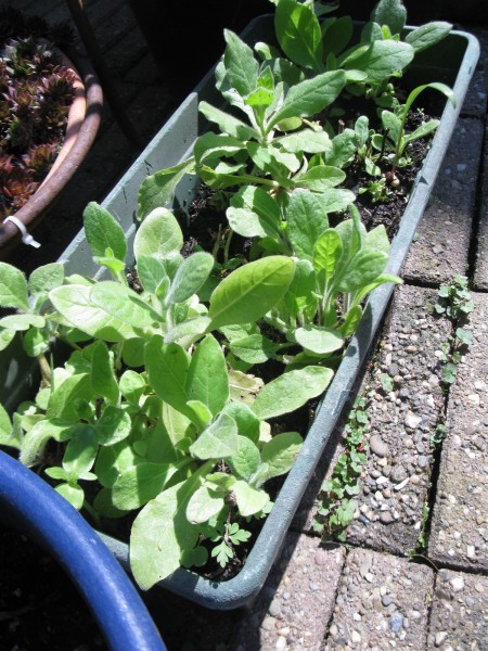 20200411 - Nicotiana alata (Tinkerbell F2 Hybride) - 01.jpg