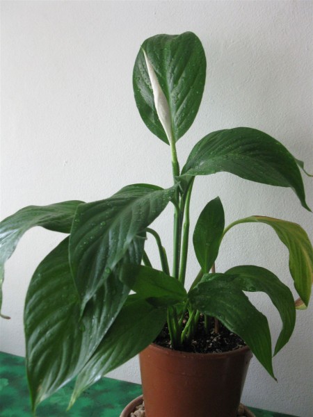 20200628 - Spathiphyllum - 01.jpg