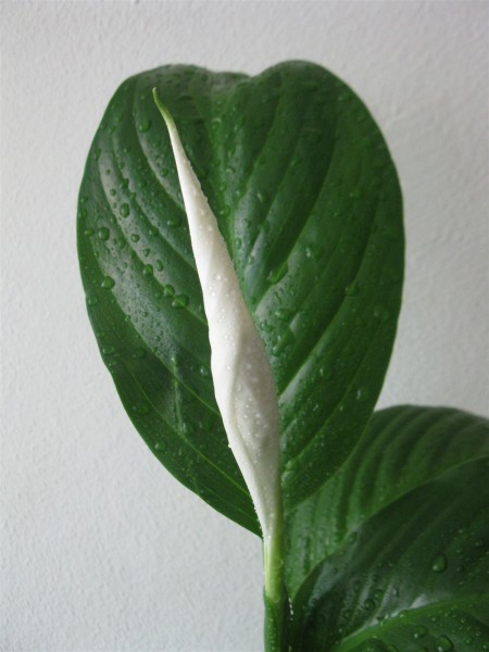 20200628 - Spathiphyllum - 02.jpg