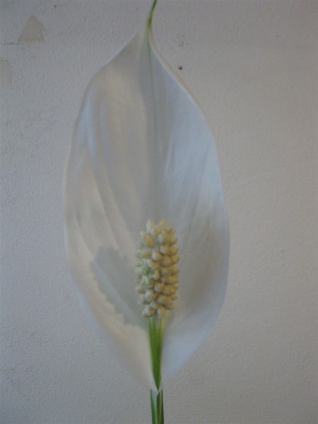 20200713 - Spathiphyllum - 04.jpg