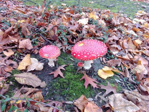 20201030 - Amanita muscaria - 02.jpg