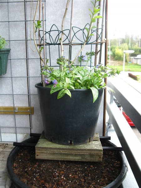 20210421 - witchgarden - 01.jpg