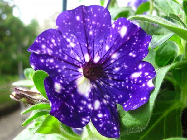 20210512 - Night Sky Petunia - 03.jpg