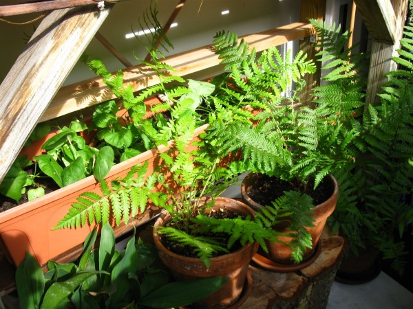 20210628 - ferns - 03.jpg