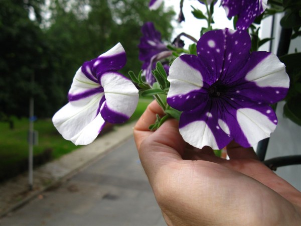 20210628 - Night Sky Petunia - 04 CC.jpg