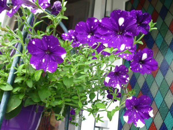 20210628 - Night Sky Petunia - 05 CC.jpg