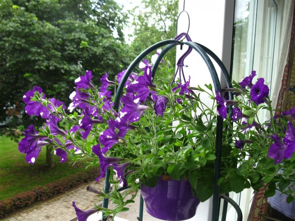 20210628 - Night Sky Petunia - 06 CC.jpg