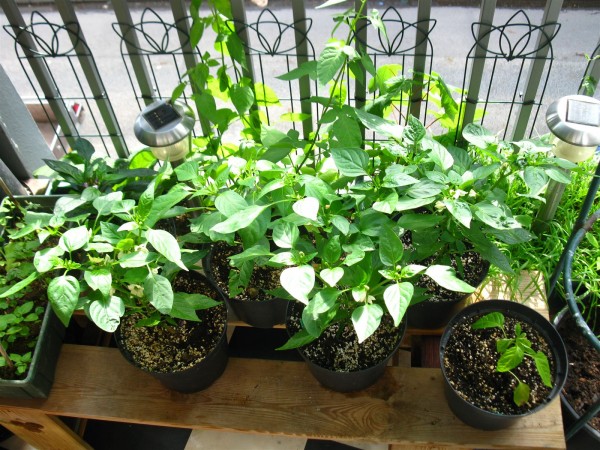 20210628 - peppers - 06.jpg