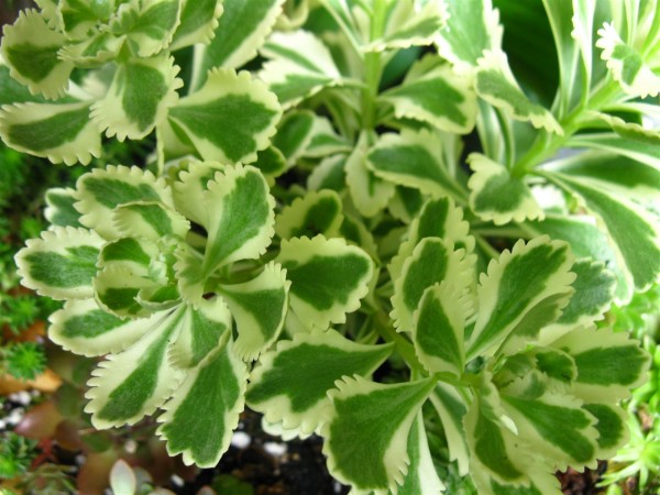 20210712 - Alpine plants - 10.jpg