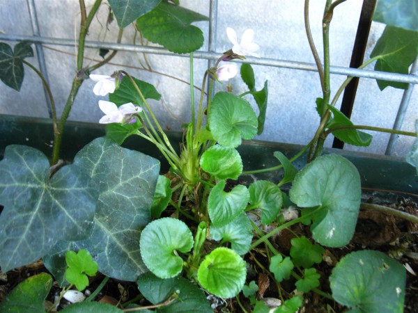 20220226 - Viola odorata - 01.jpg