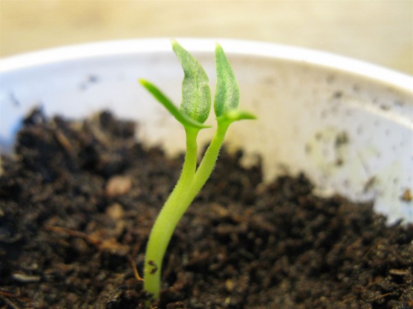 20220322 - Fresno mutant 01.jpg