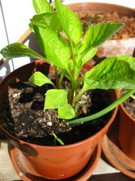 20220411 - Dahlia (probably) - 01.jpg