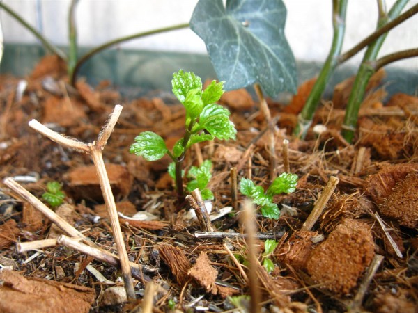 20220411 - Lamiastrum galeobdolon 'Herman's Pride' - 01.jpg