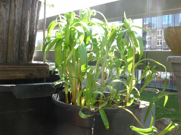 20220411 - Lilium Flore Pleno - 02.jpg