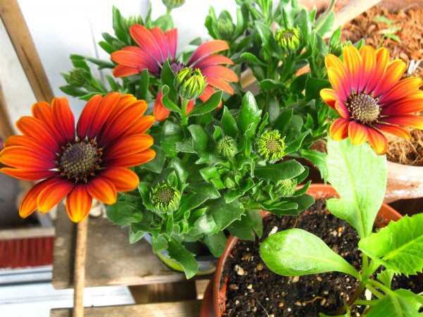 20220415 - Osteospermum - 01.jpg