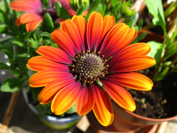 20220415 - Osteospermum - 02.jpg