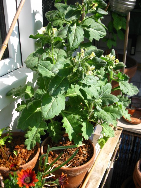 20220426 - Henbane - 07.jpg