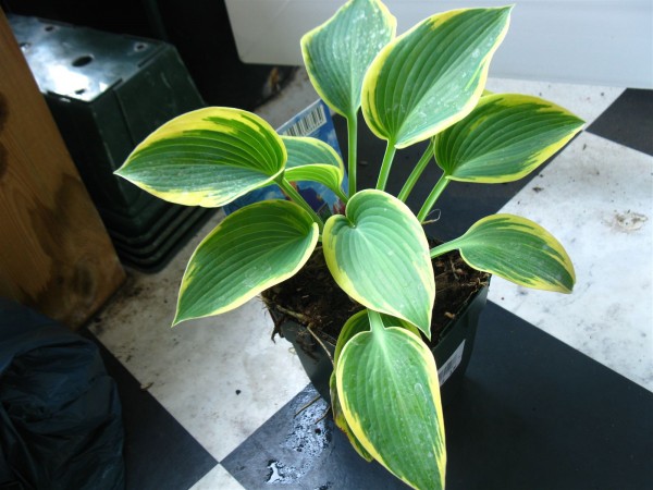 20220506 - Hosta 'Dress Blues' - 01.jpg