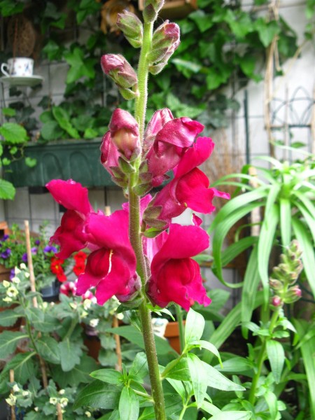 20220510 - Antirrhinum - 03.jpg