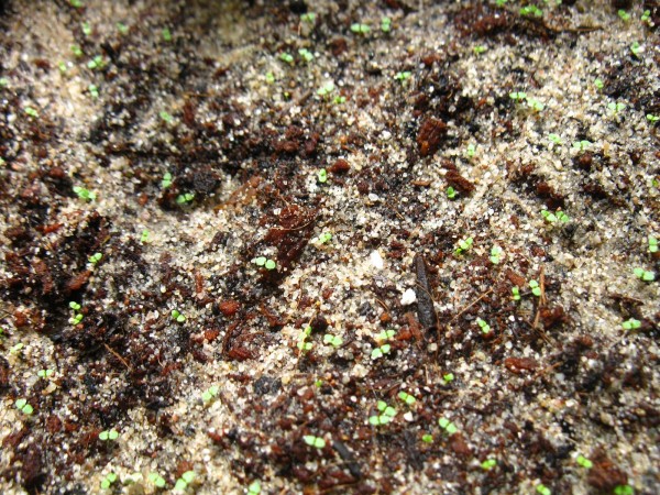 20220521 - Heimia salicifolia - 01.jpg