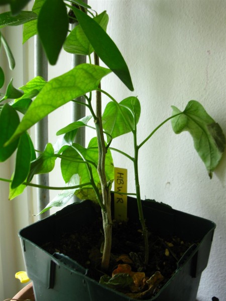 20230225 - Argyreia nervosa - 01.jpg