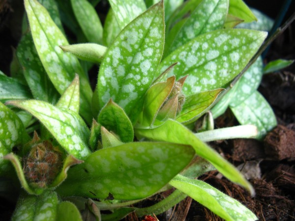 20230227 - Pulmonaria - 01.jpg