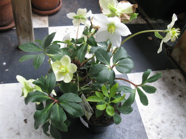 20230313 - Helleborus niger - 01.jpg