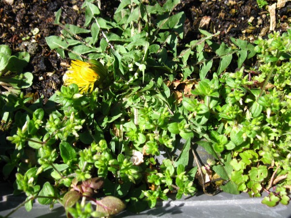 20230403 - Taraxacum officinale - 01.jpg