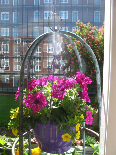 20230517 - hanging basket - 03.jpg