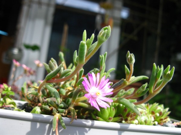 20230518 - Delosperma - 01.jpg