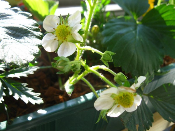 20230519 - Fragaria ostara - 07.jpg