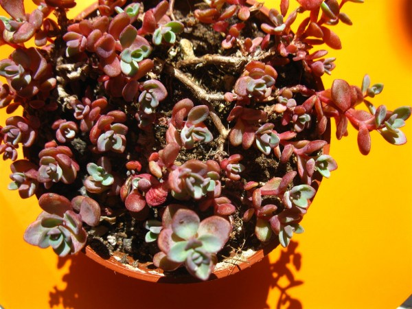 20230526 - Sedum - 02.jpg
