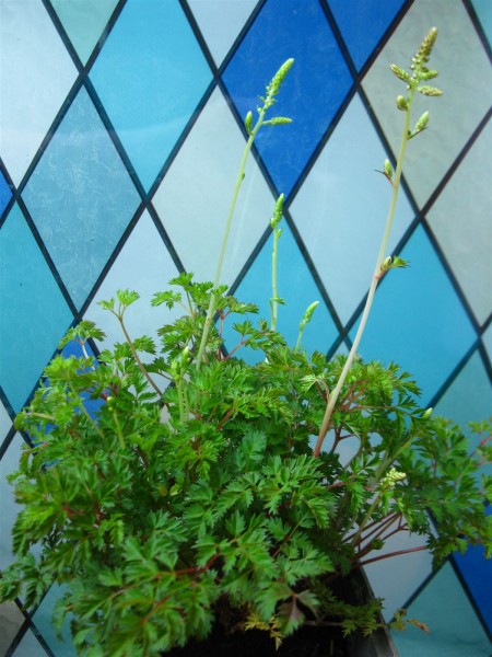 20230527 - Aruncus aethusifolius.jpg